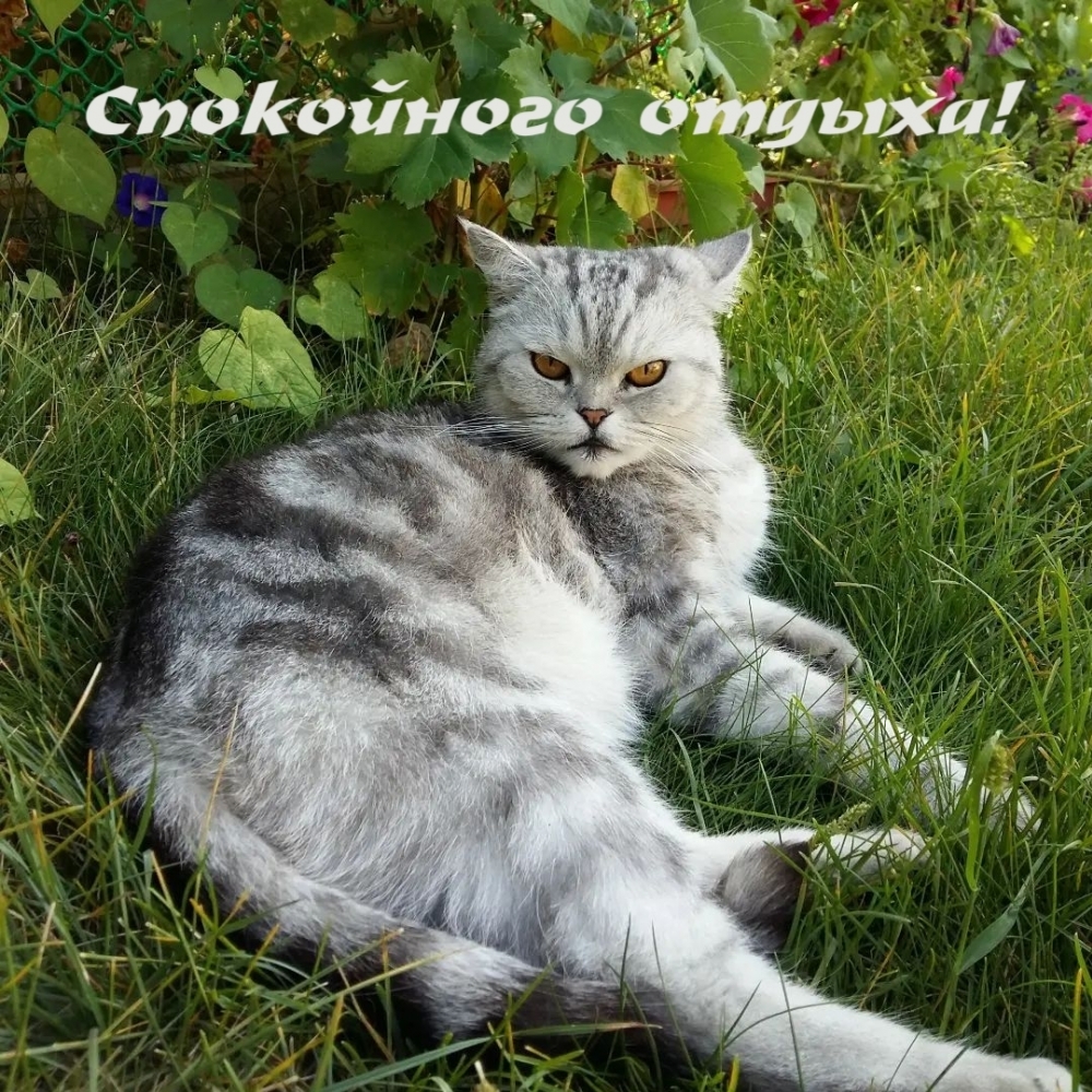 Обсудите картинку Спокойного отдыха! С котиком.