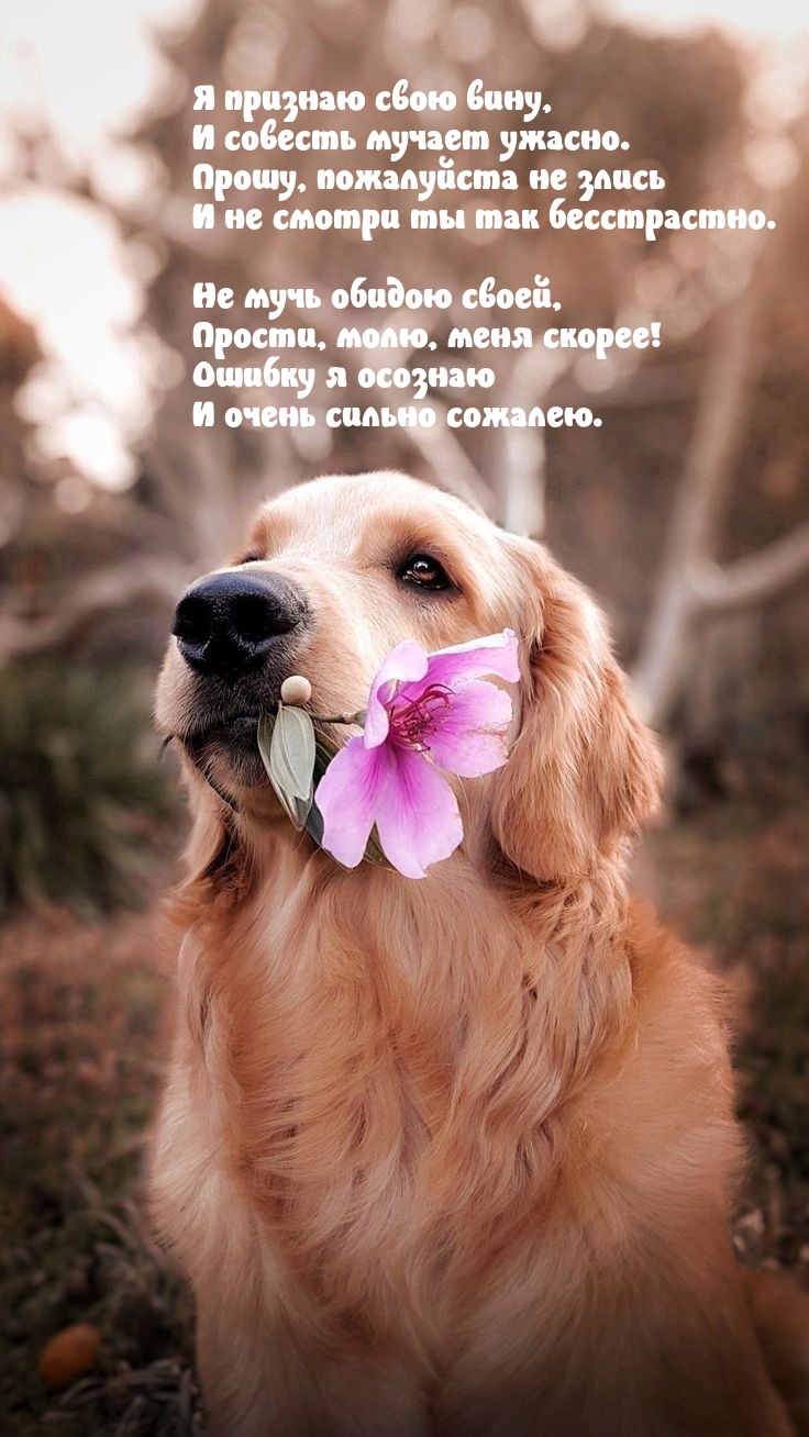 Обсудите картинку Я признаю свою вину, и совесть мучает ужасно..