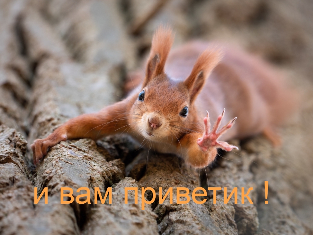 Обсудите картинку и вам приветик!.