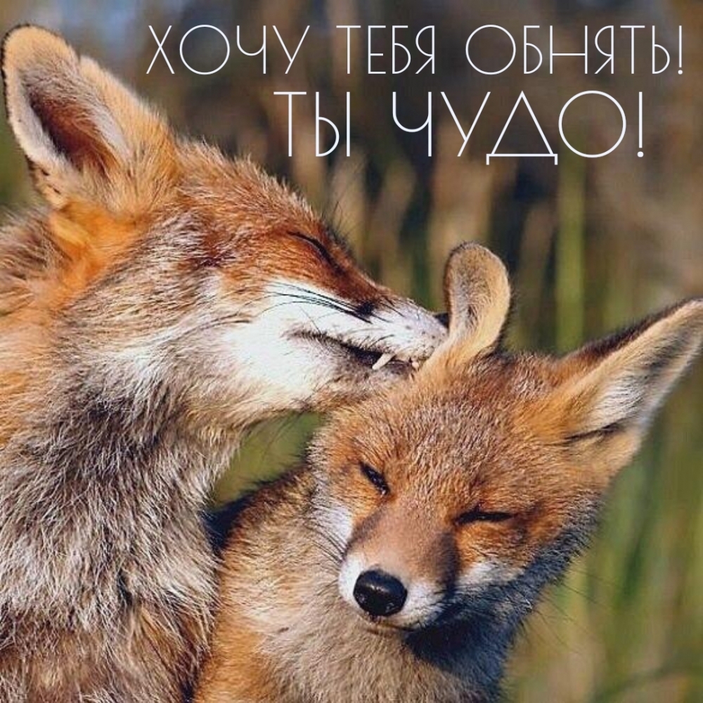 Обсудите картинку ТЫ ЧУДО! ХОЧУ ТЕБЯ ОБНЯТЬ!.